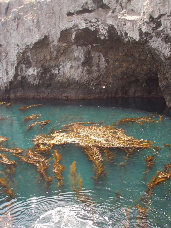 Anacapa Landing Cove – Channel Islands National Park Guide