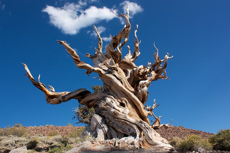 Bristlecone Pine Trail – Great Basin National Park Guide