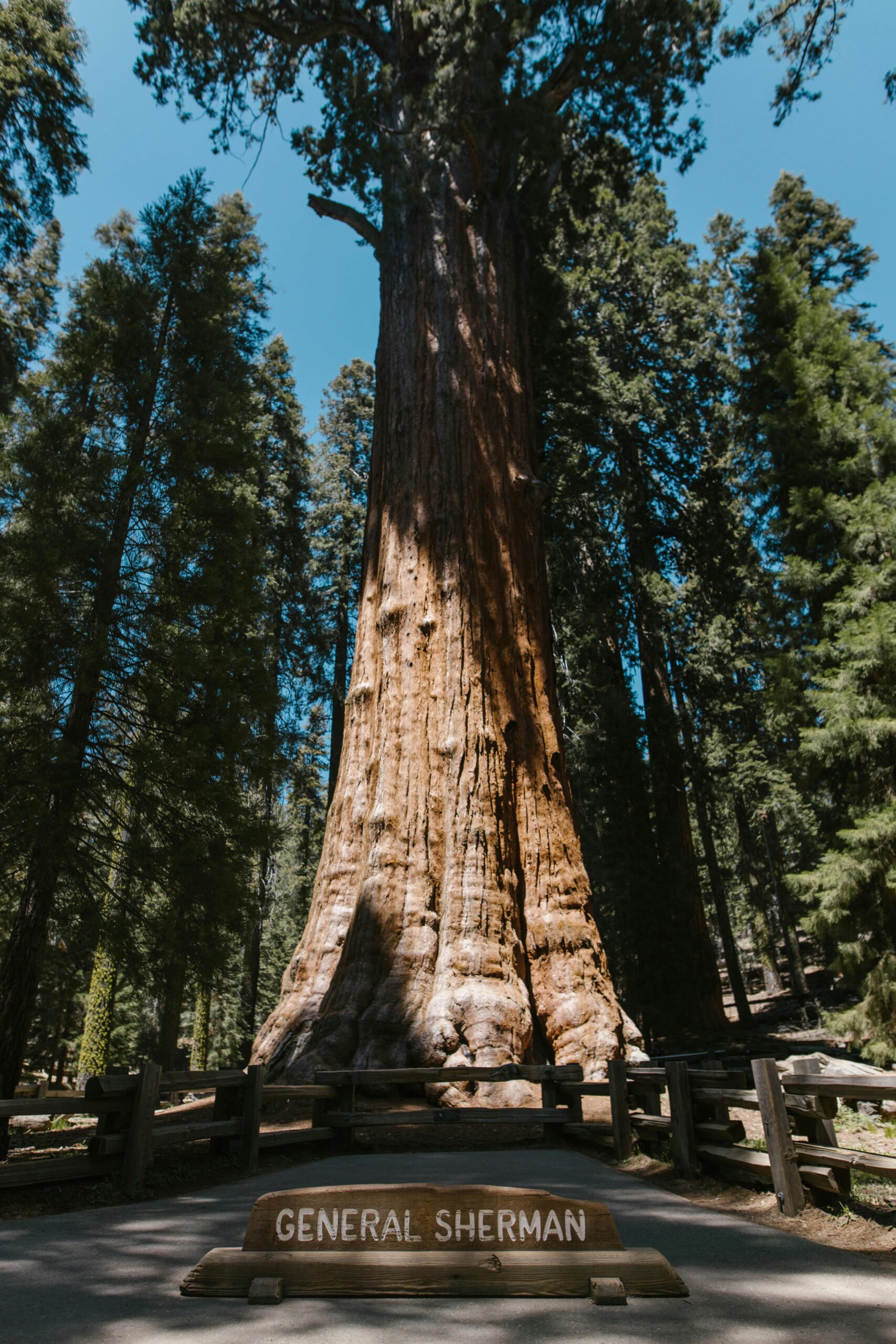 General Sherman Tree and Congress Grove Hiking Guide – Sequoia National Park