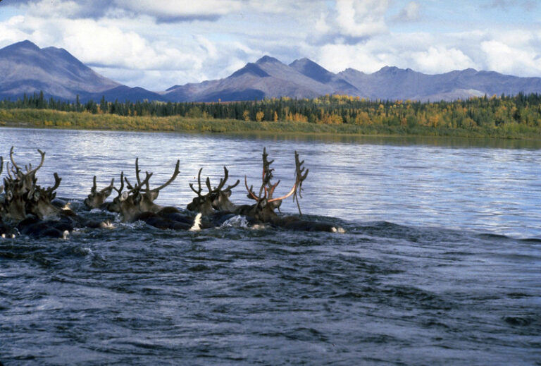 Caribou Migration Viewing – Kobuk Valley National Park Guide