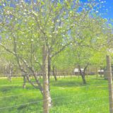 Great Smoky Mountains National Park