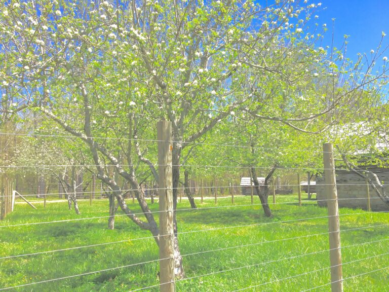 Great Smoky Mountains National Park